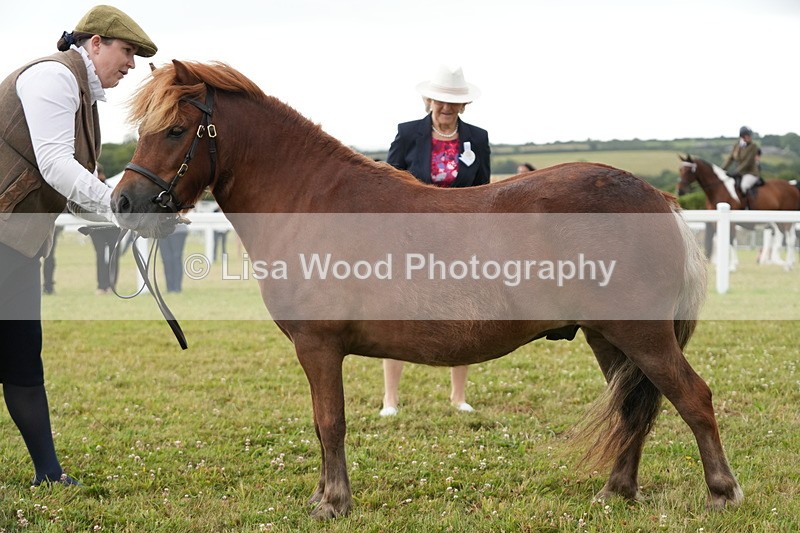 DSC04579 - Class 46: NPS Shetland Youngstock