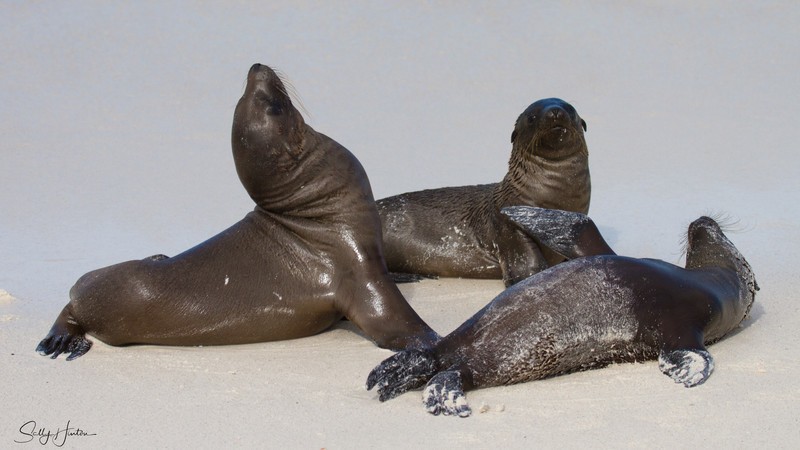 Sealion Pups playing