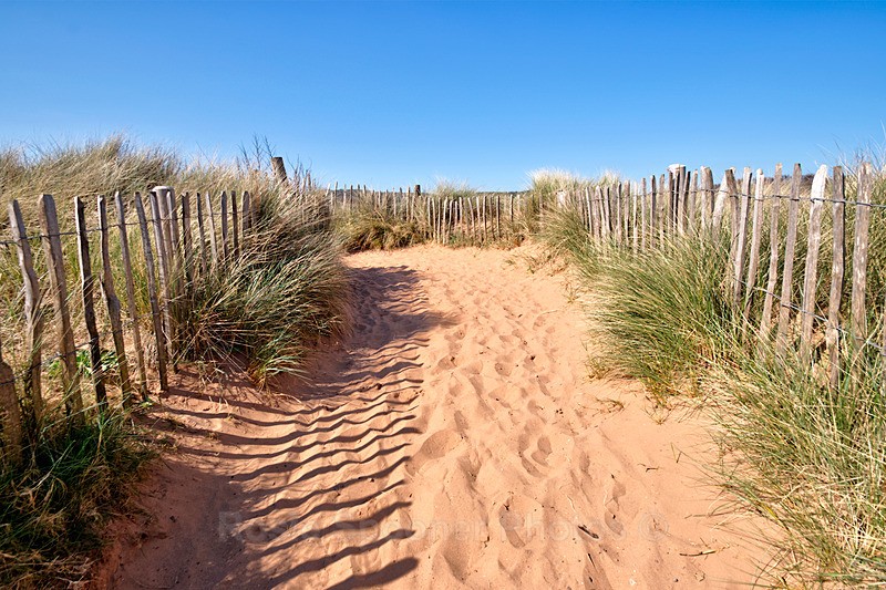Sand dunes at Dawlish Warren - Dawlish (mainly black swans)