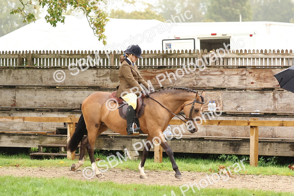 SBM_72970 - S63 Show Pony & Show Hunter Pony Ridden