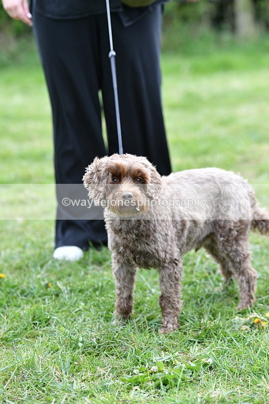 WJ5_9378 - Class 1 Best Cross Breed / Heniz 57