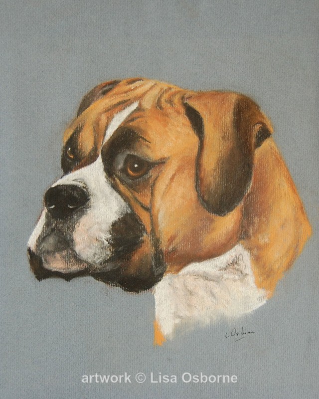 Boxer dog