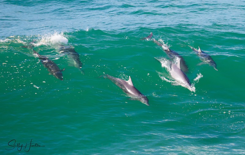Dolphins in Wave 6