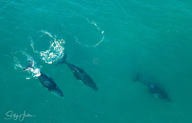 Three Humpbacks 2