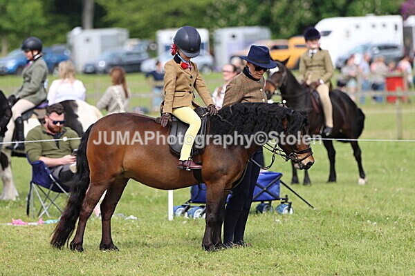IMG_2282 - Working Hunter