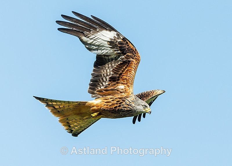 Astland Photography, Bird and Wildlife Images, Susan and Peter Wilson, U.K.