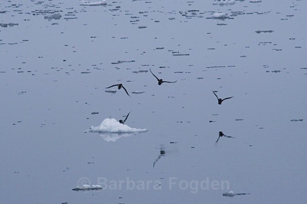 Bruennich guillemots 9501 - Summer time