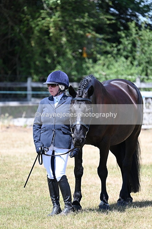 WJ7_2368 - Class 5a Most Handsome Gelding in hand (above 14.2hh)