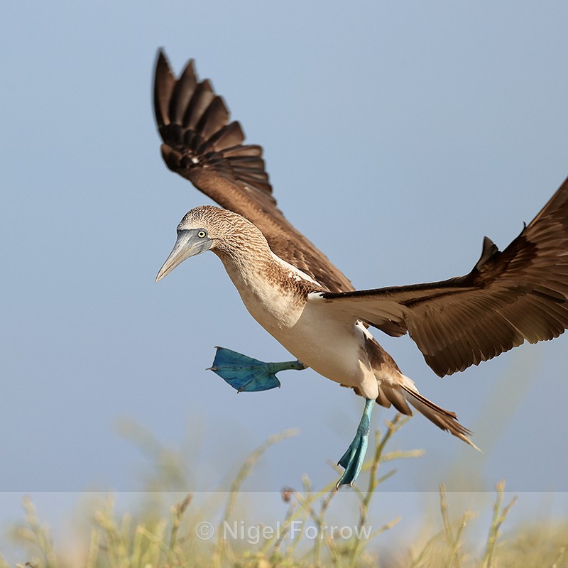 Blue-footed Booby landing, Isla Lobos, Galapagos - Blue-footed Booby