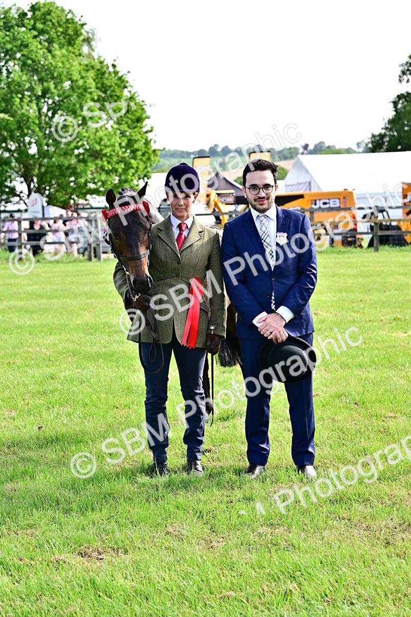 SBM_01003 - Class 46-49 - Arab and Part Bed-Anglo Arab In Hand