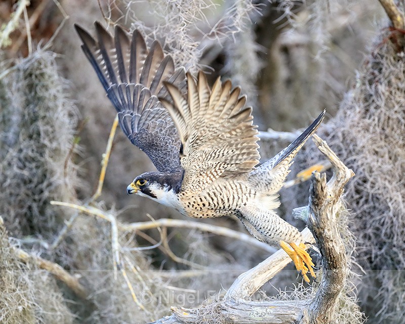 Peregrine Falcon takes off from perch, Blue Cypress Lake, Florida - Peregrine Falcon