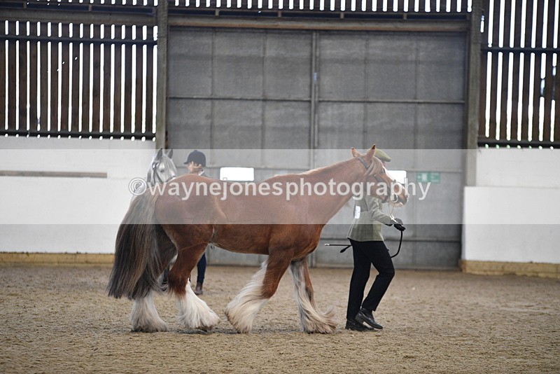 WJ5_5380 - Class 8 In hand cob
