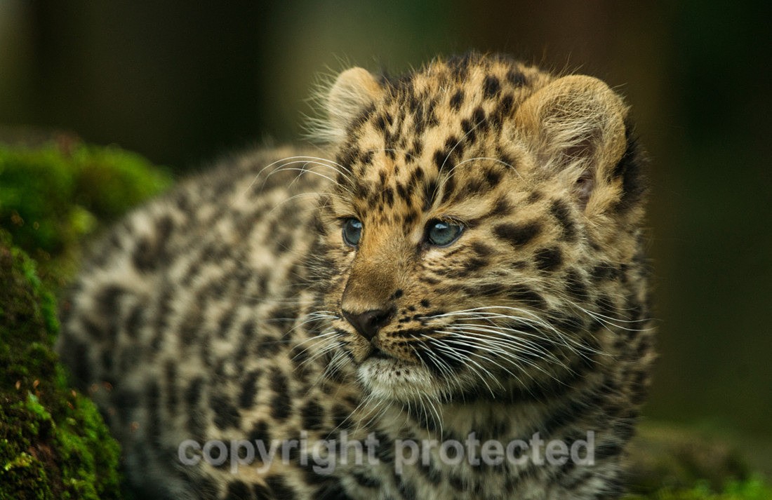 Luka - Wildlife Vets International