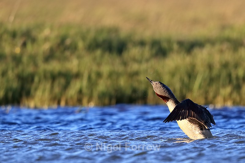Red-throated Diver head shake, Floi, Iceland - Red-throated Diver