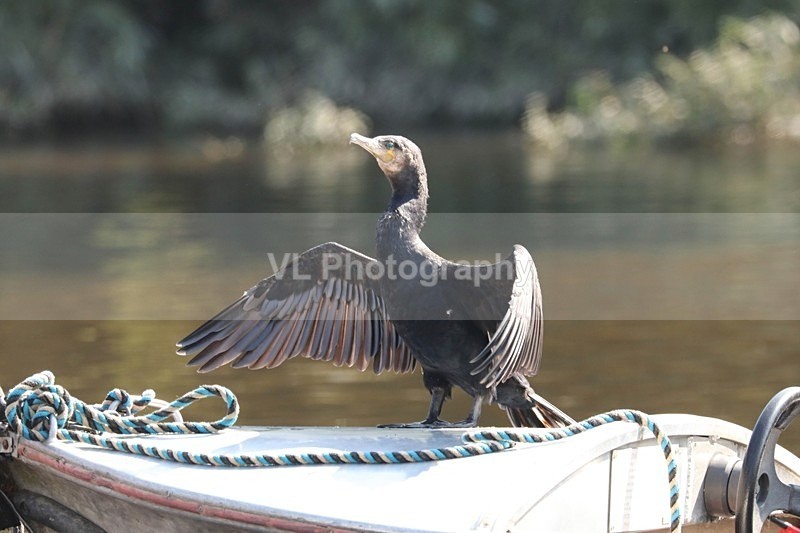 Cormorant 2 - Animals, Birds etc