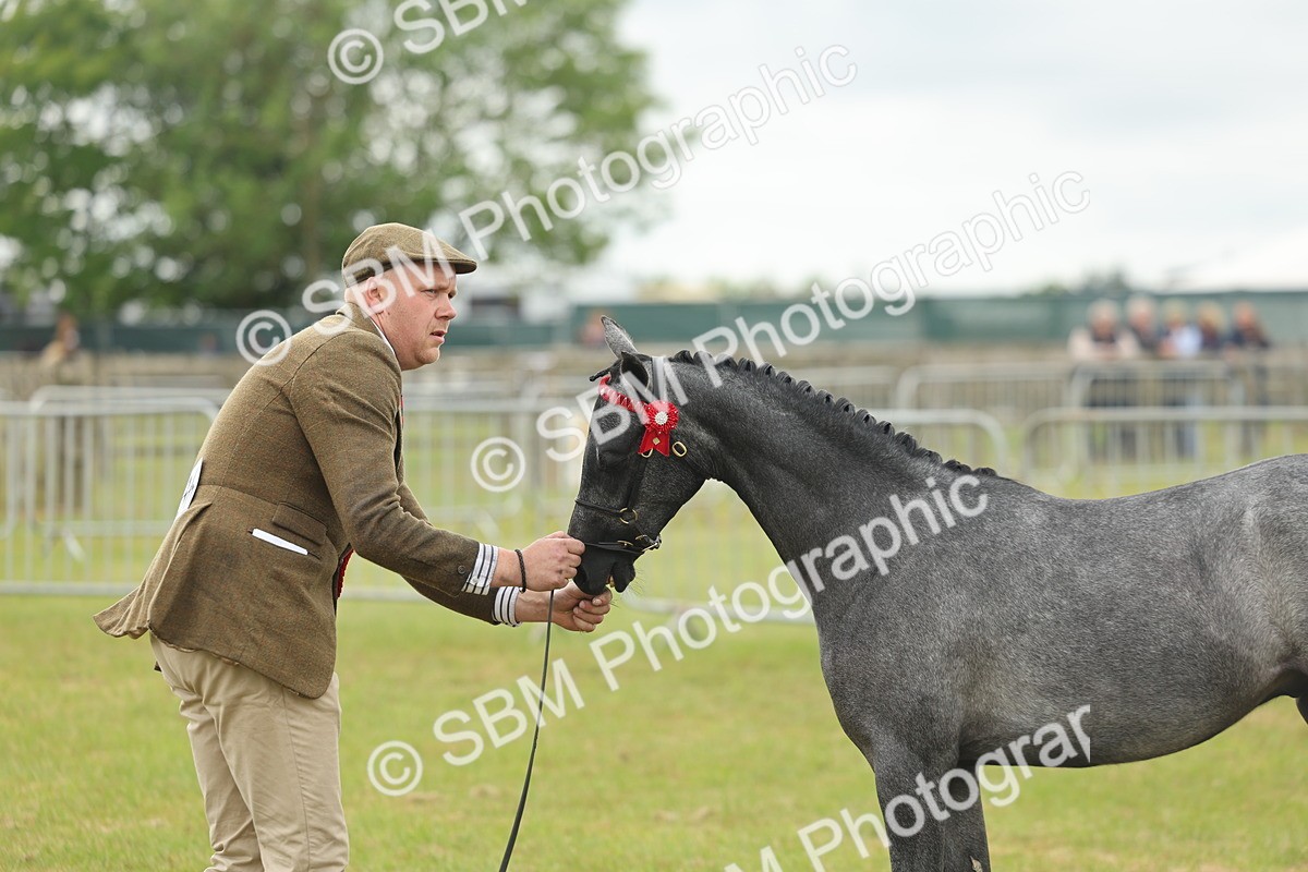 SBM_05582 - Class 68-73 - Riding Pony Breeding