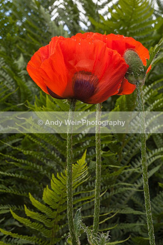 20130621-_MG_4351 - Plants & Flowers