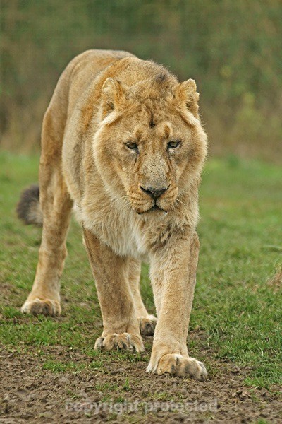 Asiatic Lion - Old male lion (Cotswold Wildlife Park) - Asiatic Lions