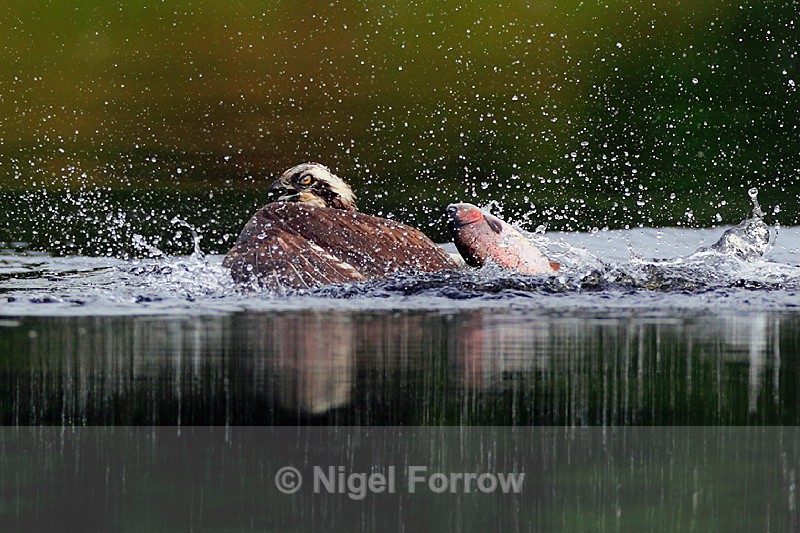 Osprey in the water with a fish behind it - Osprey
