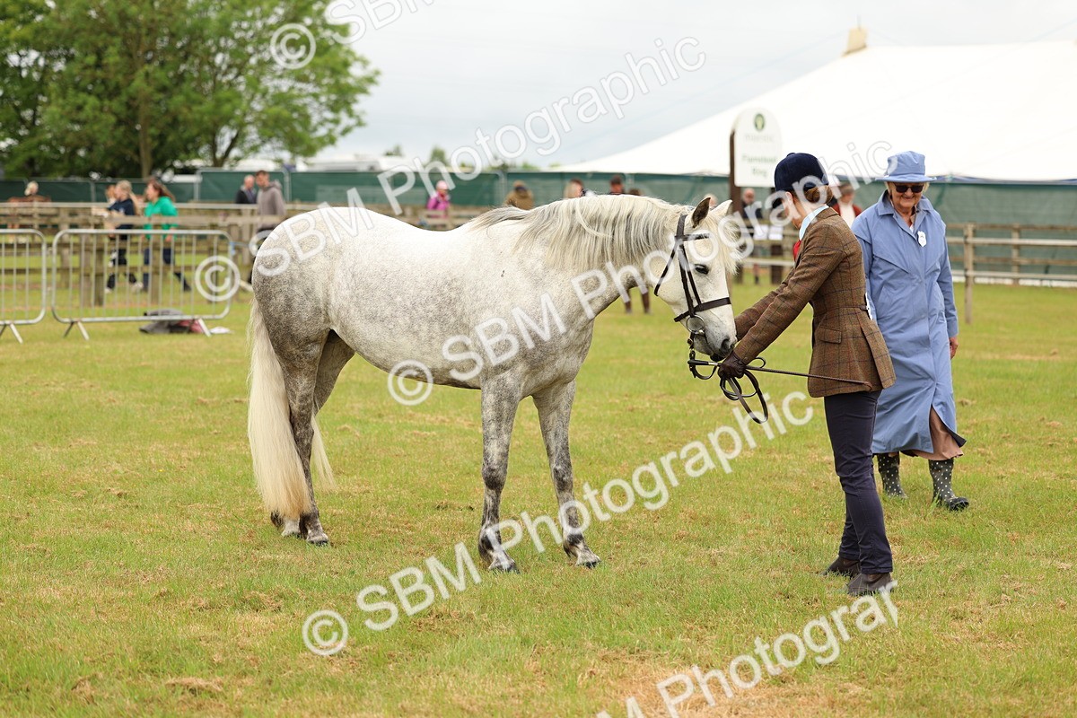 SBM_04204 - Class 64-67 - Shetland Pony In Hand