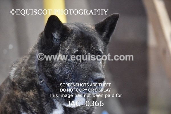 JAC_0366 - CLASS 7 Small Open Show Jumping - (0.80m)