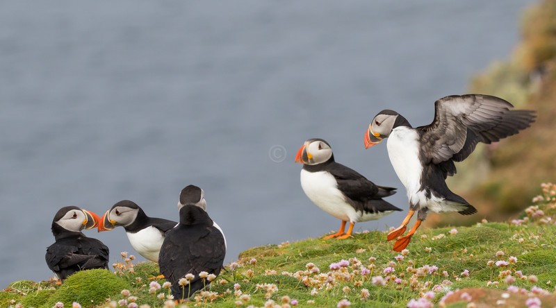 Puffen Group 4 - Puffins