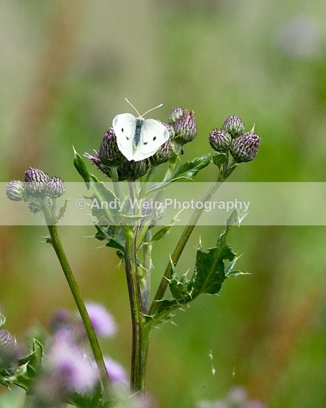 20110702-IMG_6186 - Butterflies & Moths