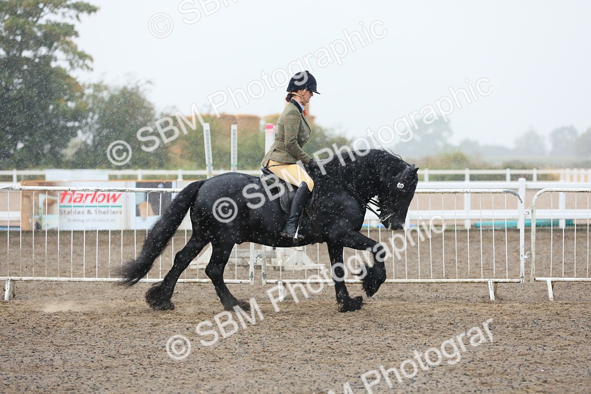 SBM_20559 - Class 804 - Ridden Veteran Pony