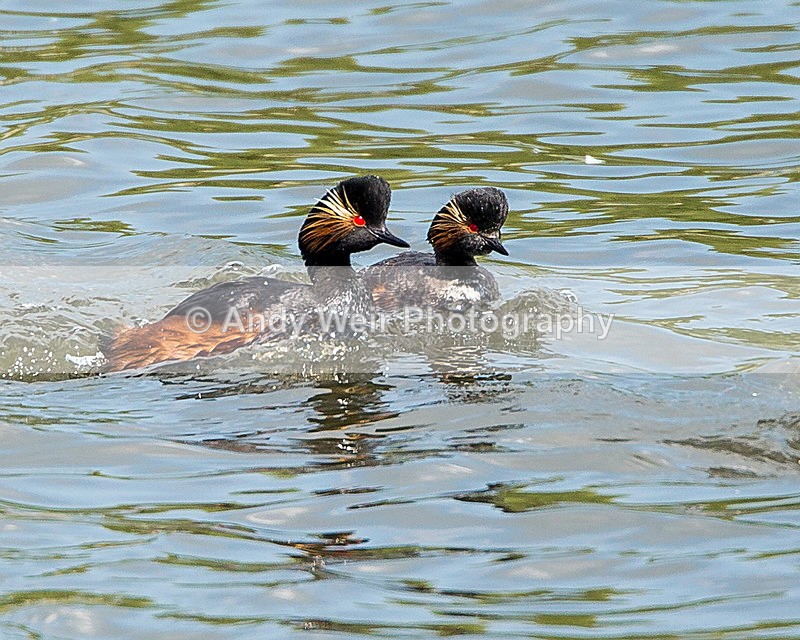 20140427-3K8A0566-2907 - Black-necked Grebe