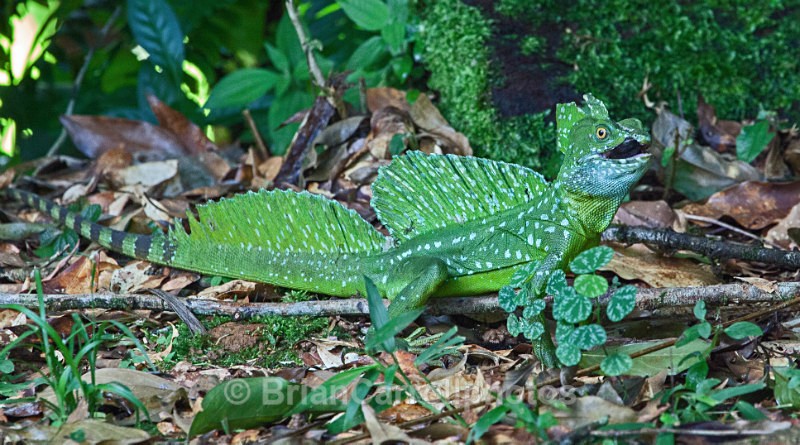 IMG_5820 Emerald Basilisk Lizard just caught a Beetle, Costa Rica - Costa Rican Wildlife