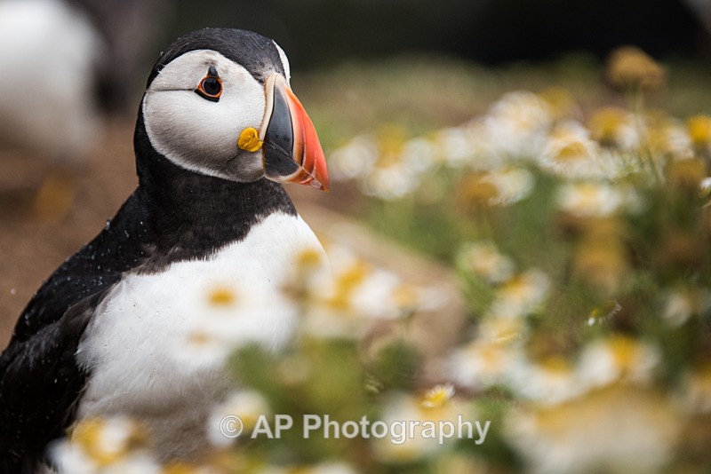 ACP_0011-1 - Puffins on Skomer Island