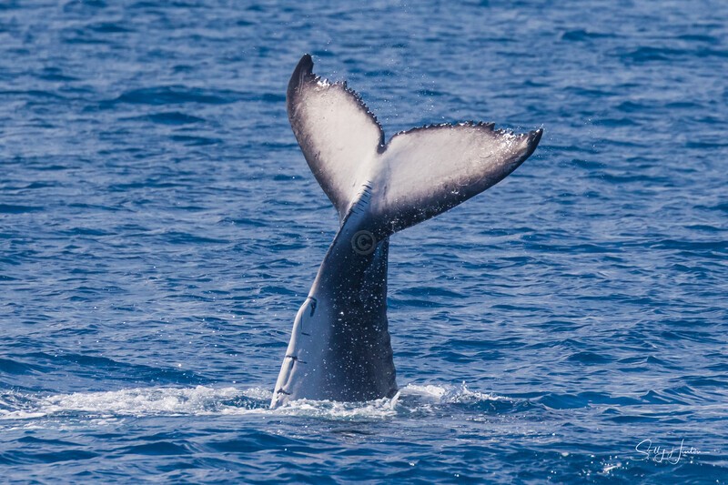 HB Tail Slap 5. 0A3A7255 - 2025 Hervey Bay Whales