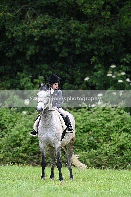WJ7_4151 - Class 14A Handsome Gelding