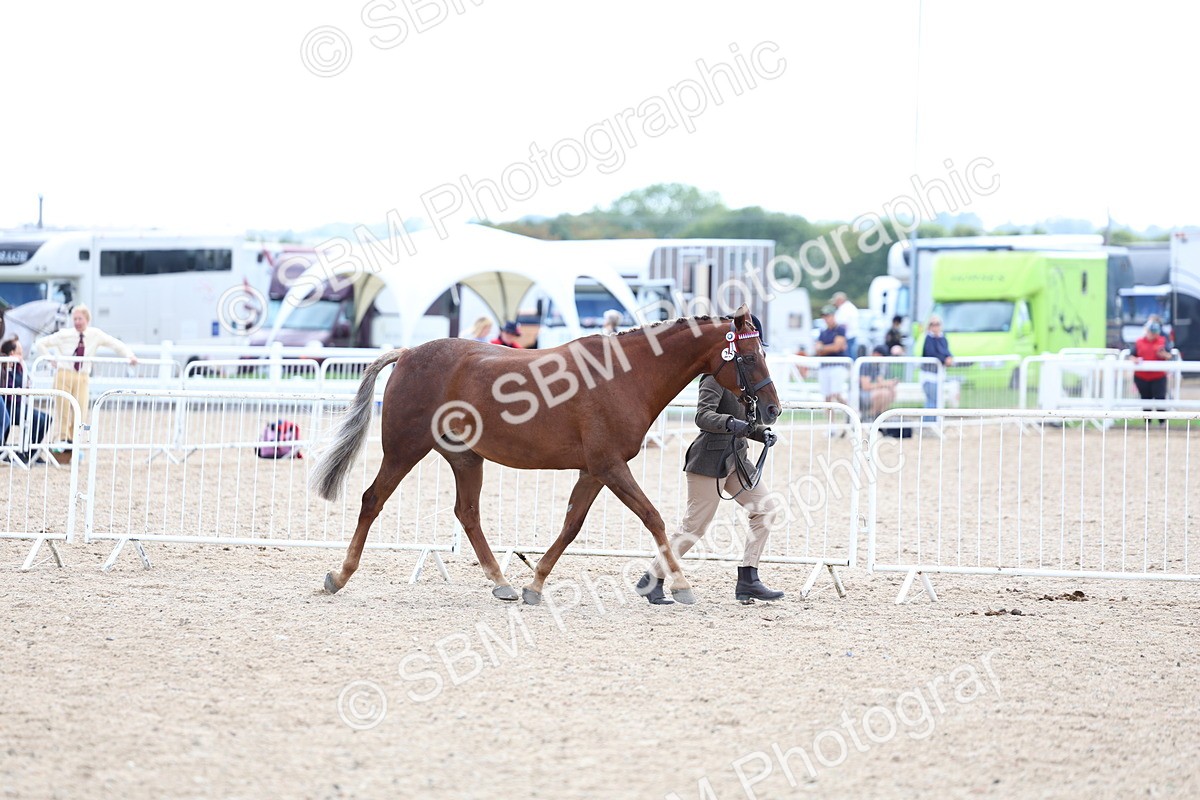 SBM_15340 - Class 312 - IH Competition Horse-Pony
