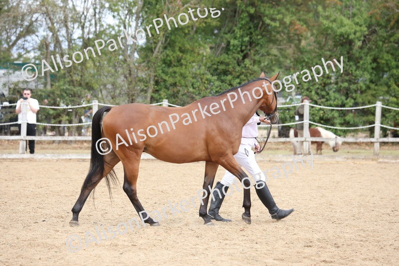 20260831-1897 - Class 5 - Retraining of Racehorses