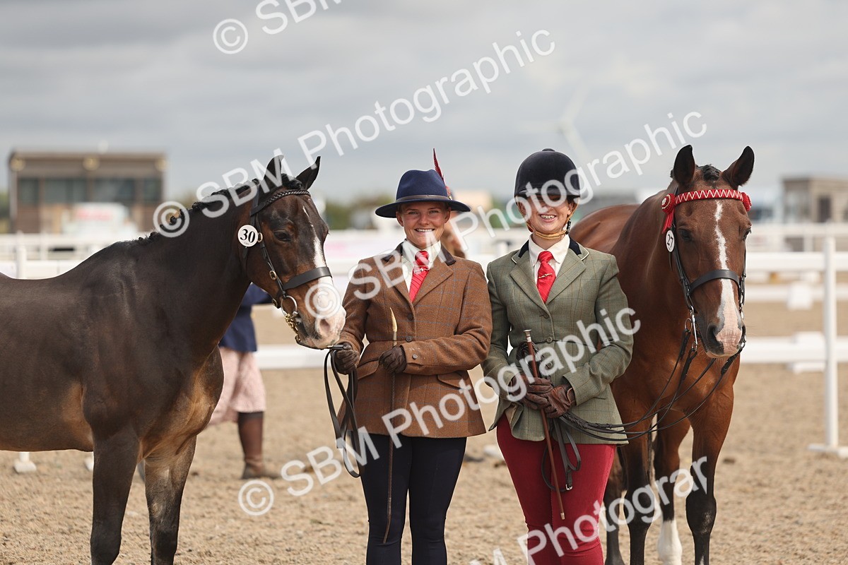 SBM_04467 - Class 18 - Handsomest Gelding (IH or Ridden)