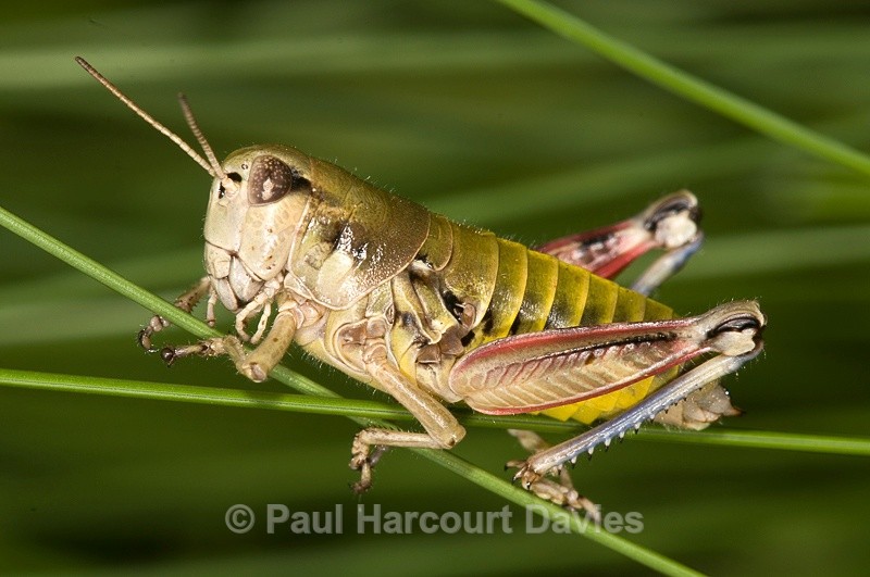  - Bugs: Macro insects