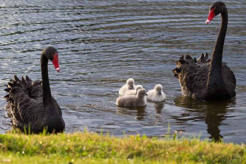 Black Swan Family 6