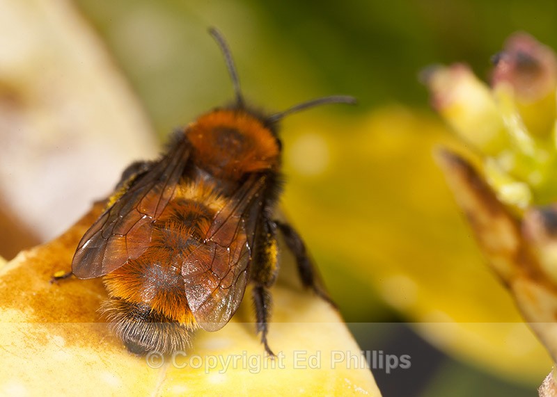 Andrena fulva (f) - Andrena fulva