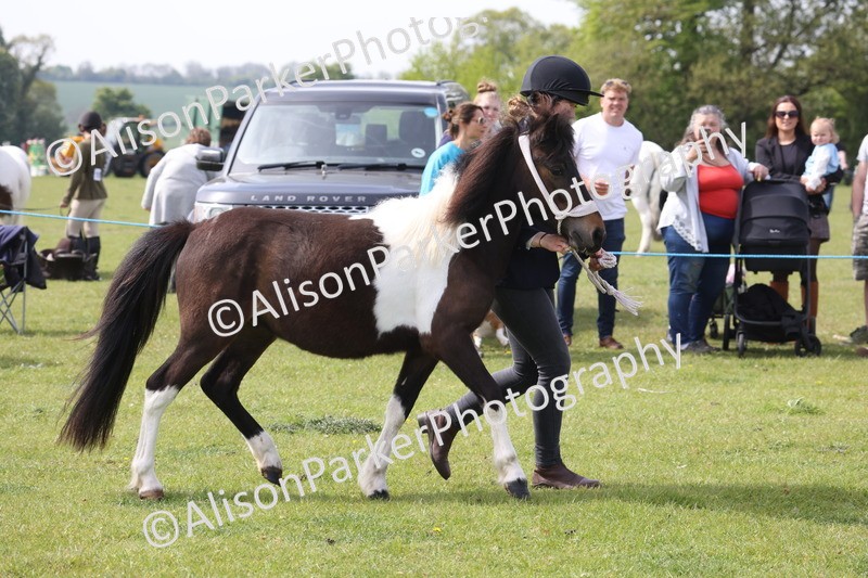 20260426-3193 - Class 26 - Shetland Ponies and Minitures