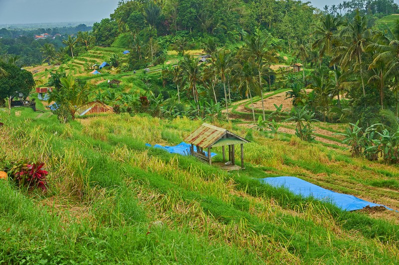 0625_99 - Bali