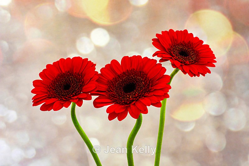 Three Little Red Gerberas - DSC_0767 - Red