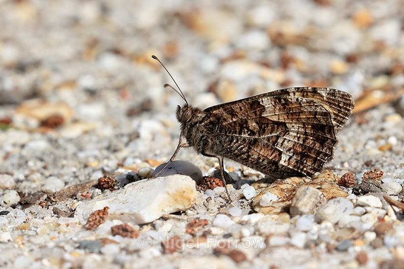 Grayling, Arne RSPB reserve, Dorset - INSECTS