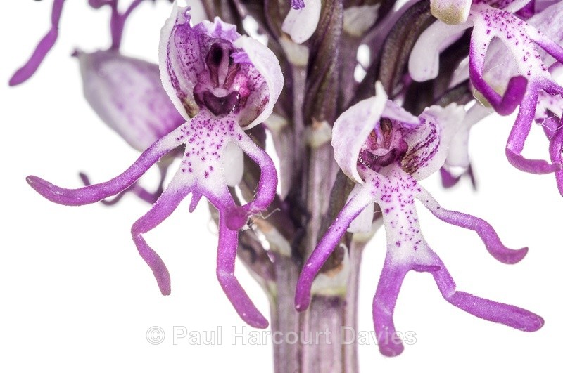  - WB: Orchids - Orchis