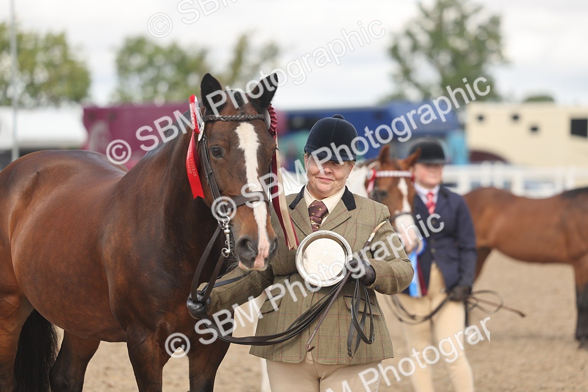 SBM_04380 - Class 17 - Prettiest Mare (IH or Ridden)