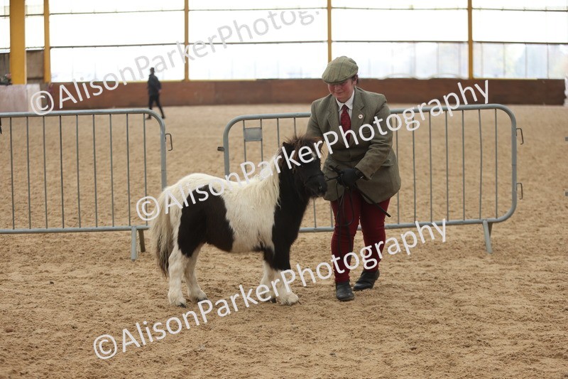 20251109-0173 - Class 9 - Foals