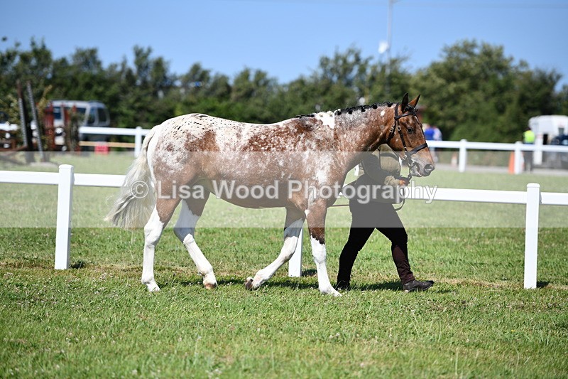 DSC_6717 - Class 57: Hunter/Riding Horse/Hack 1, 2 & 3 yr olds