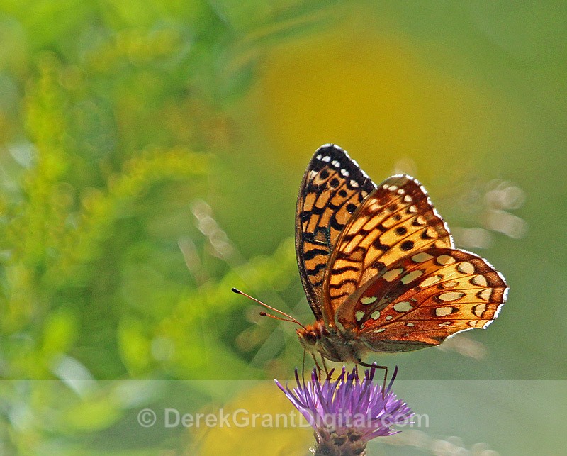 Great Spangled Fritillary - Butterflies & Moths of Atlantic Canada
