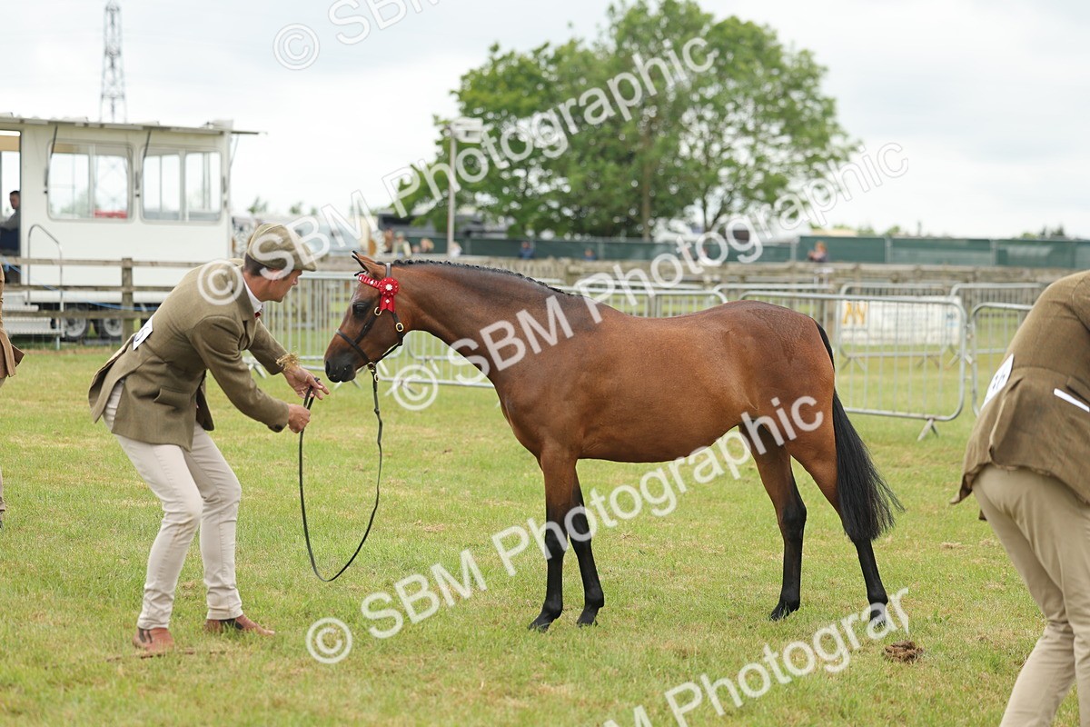 SBM_05570 - Class 68-73 - Riding Pony Breeding