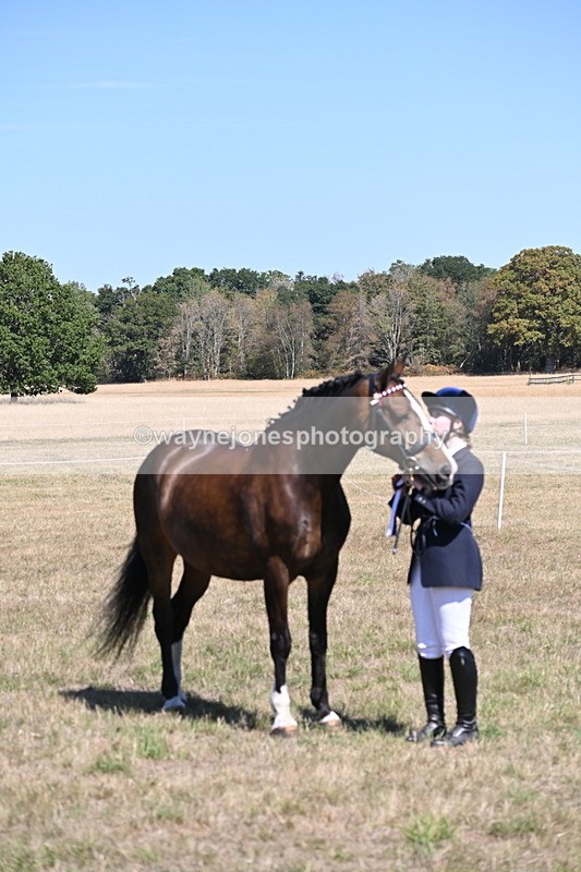 WJ6_8716 - Class 37b Best Loan Pony In-hand